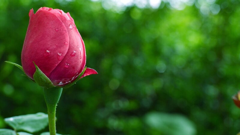 Pink Rose Bud — Red, Serene