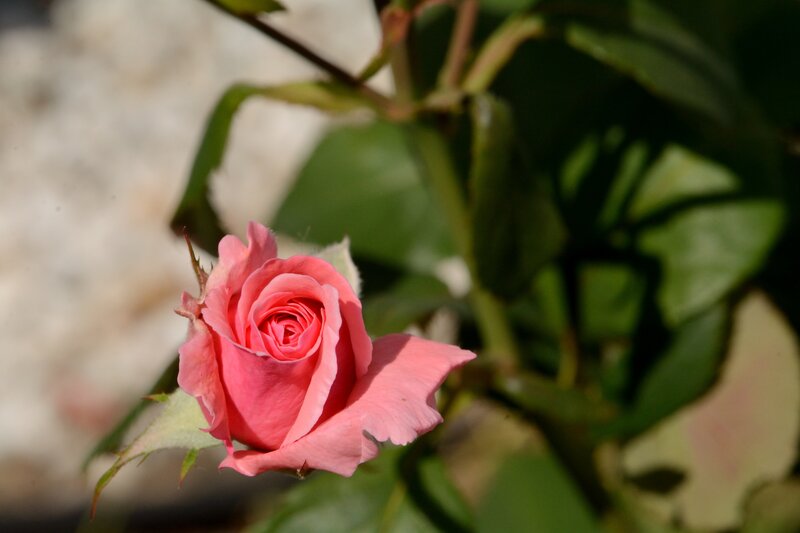 Pink Rose Bud — Serene, Afternoon, Photograph, Green Leaves, Stem