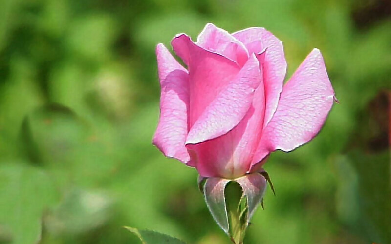 Pink Rose Bud — Serene, Afternoon, Photograph, Green Leaves, Sunlight