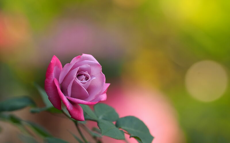 Pink Rose Bud — Serene, Afternoon, Photograph, Green Leaves