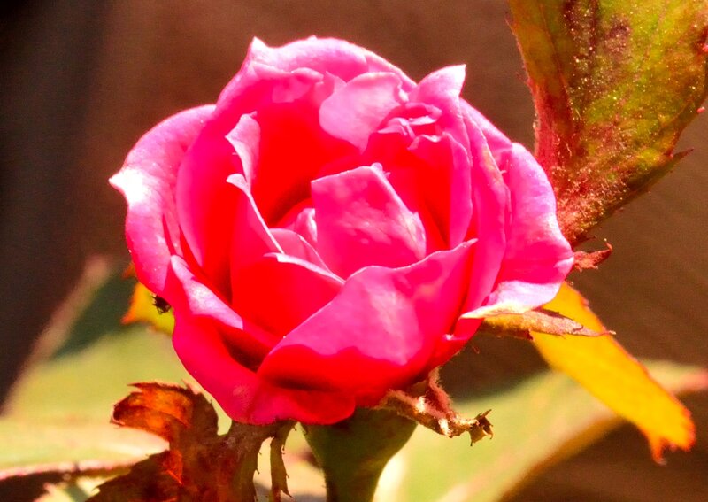 Pink Rose Bud — Serene, Afternoon, Photograph, Leaf