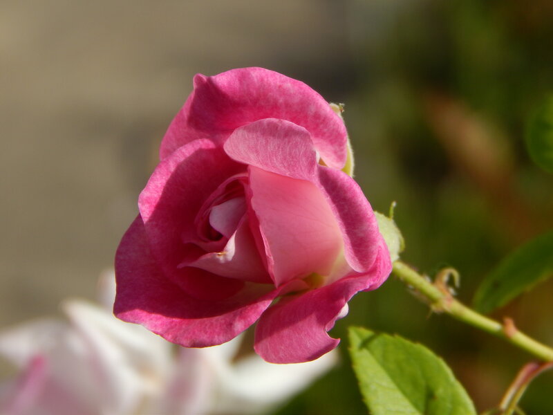 Pink Rose Bud — Serene, Afternoon, Photograph, Stem