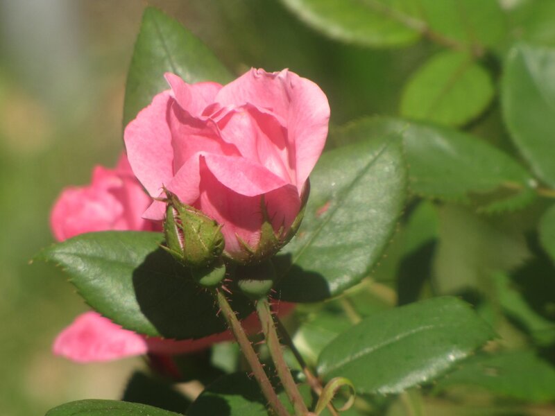 Pink Rose Bud — Serene, Afternoon, Photograph