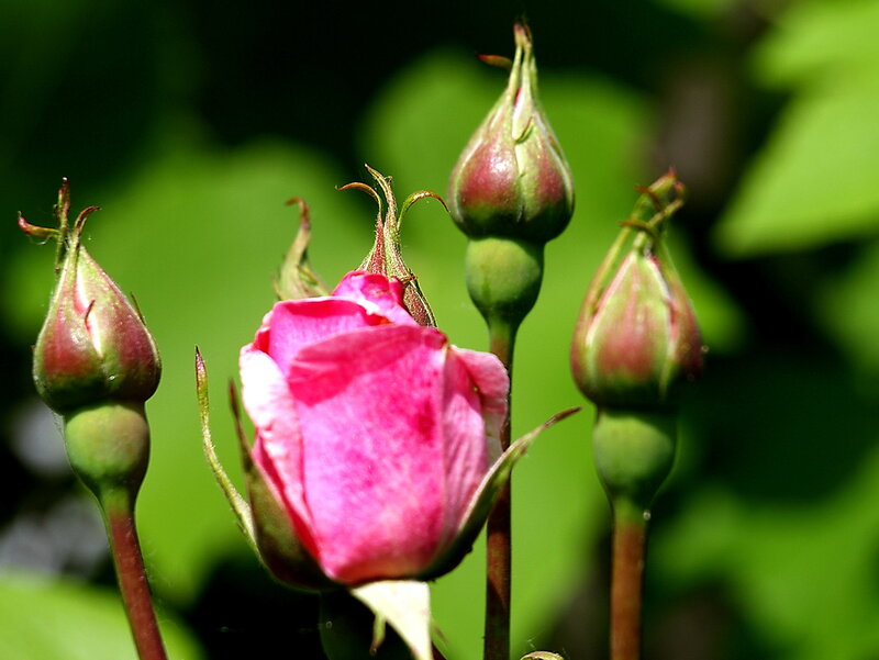 Pink Rose Bud — Serene, Afternoon