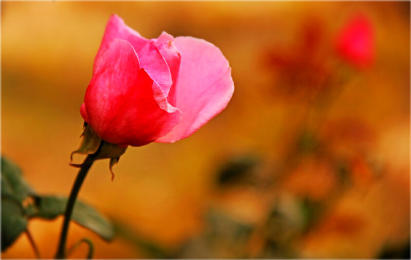 Pink Rose Bud — Serene, Autumn
