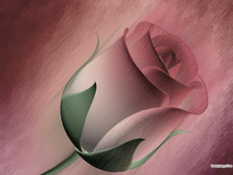 Pink Rose Bud — Serene, Digital Art