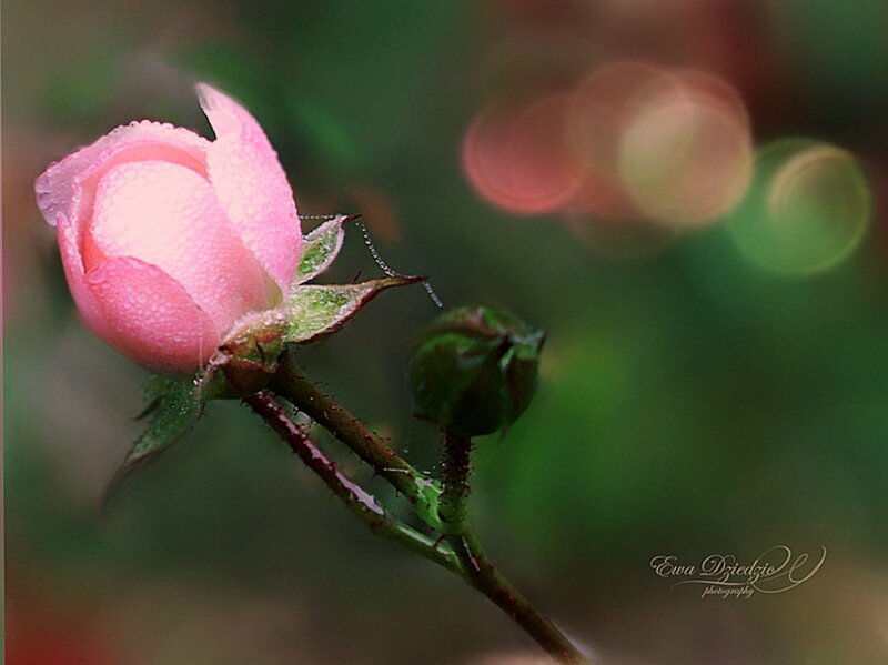 Pink Rose Bud — Serene, Morning, Photograph, Stem