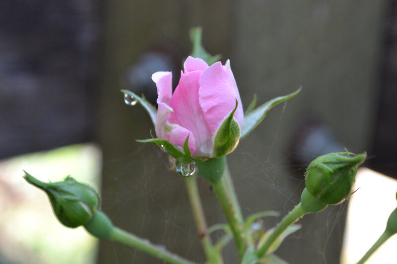 Pink Rose Bud — Serene, Morning, Photograph