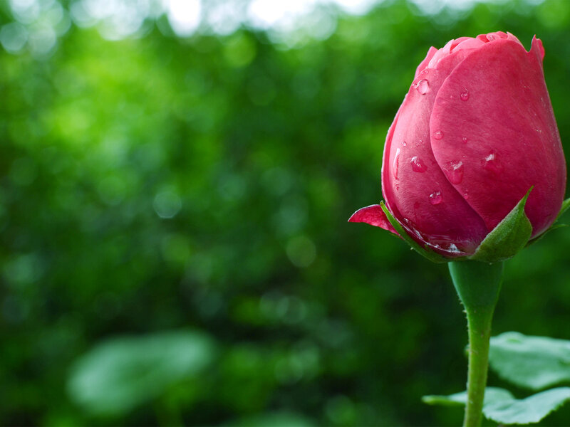 Pink Rose Bud — Serene, Morning, Photograph, Water Droplets