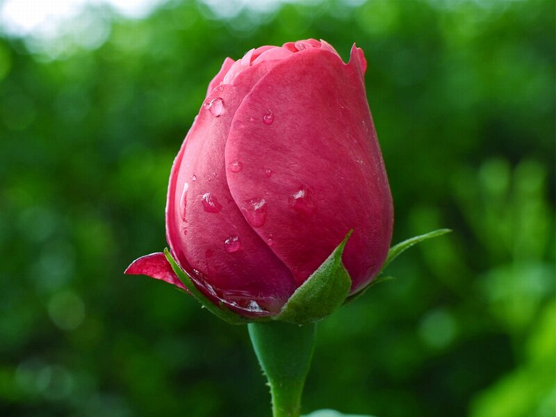 Pink Rose Bud — Serene, Morning
