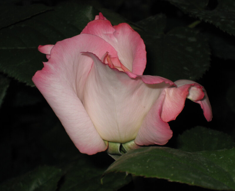 Pink Rose Bud — Serene, Night, Photograph