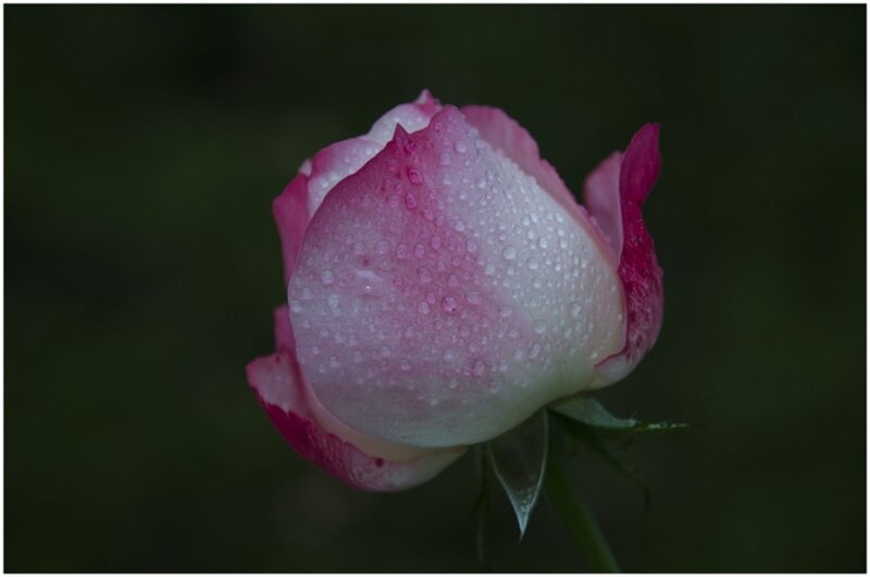 Pink Rose Bud — Serene, Night