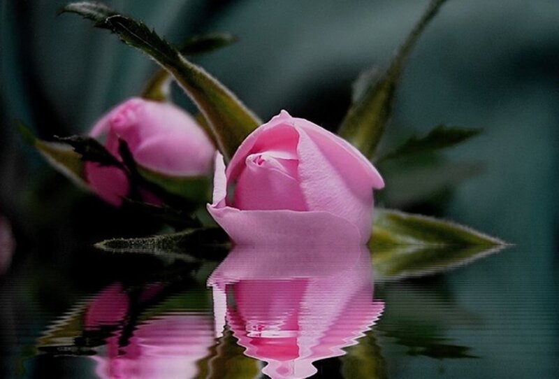 Pink Rose Bud — Serene, Photograph, Buds, Leaves