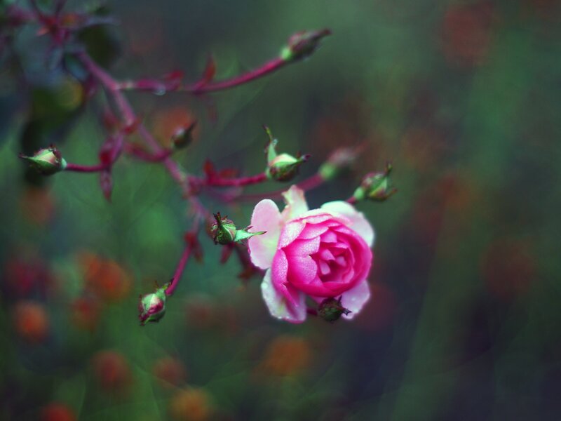 Pink Rose Bud — Serene, Photograph, Buds, Stem