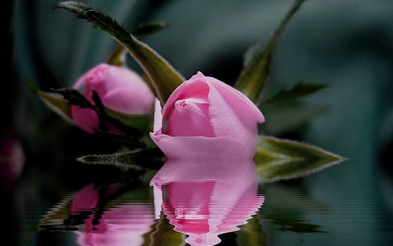 Pink Rose Bud — Serene, Photograph, Buds