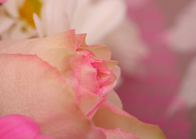 Pink Rose Bud — Serene, Photograph, Flower