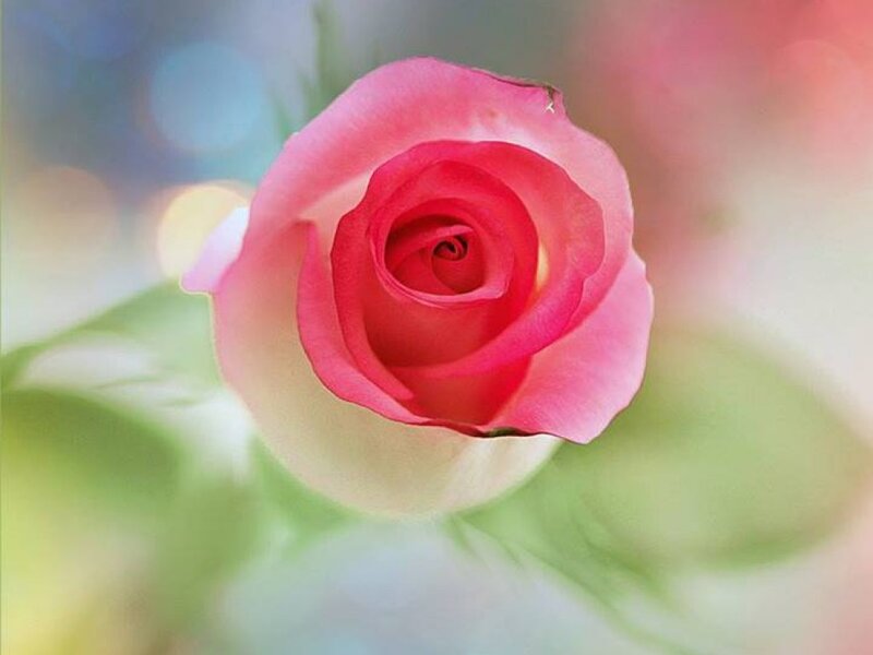 Pink Rose Bud — Serene, Photograph, Green Leaves, Bokeh