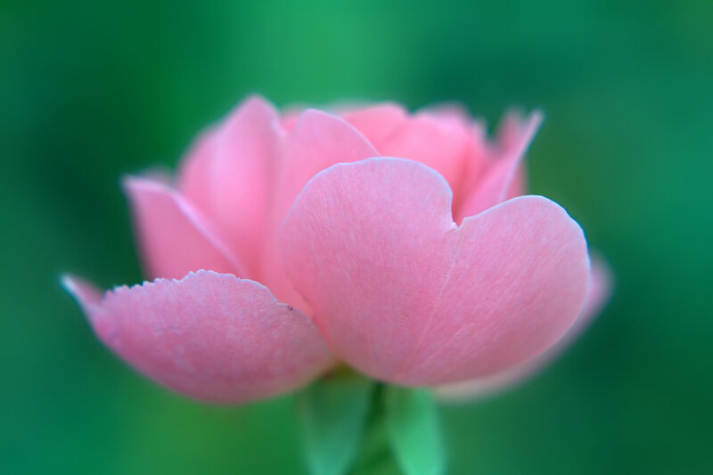 Pink Rose Bud — Serene, Photograph, Green Leaves, Green Background