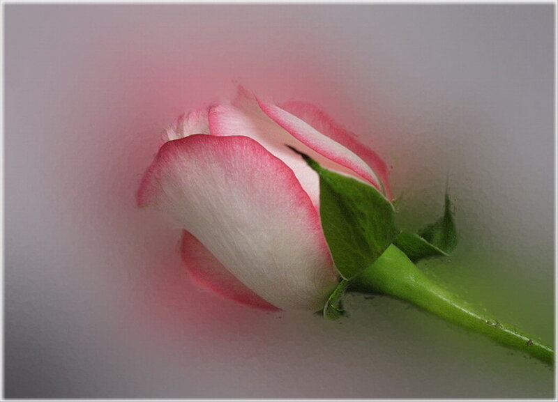 Pink Rose Bud — Serene, Photograph, Green Stem