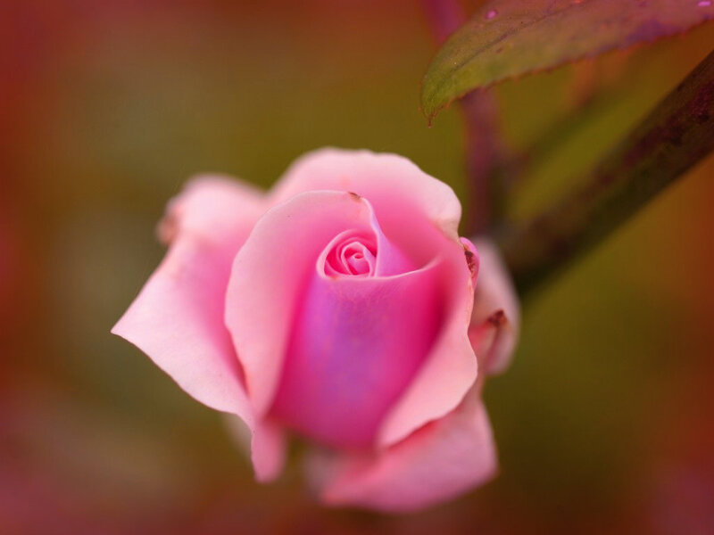 Pink Rose Bud — Serene, Photograph, Leaf, Stem