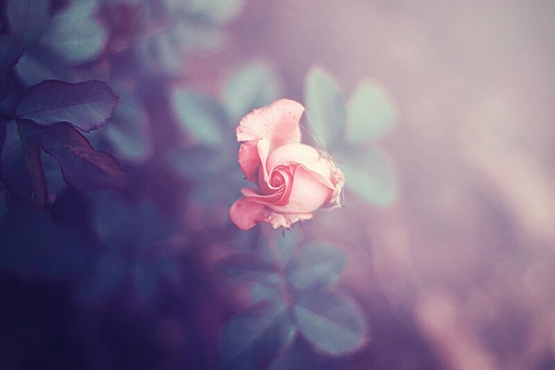 Pink Rose Bud — Serene, Photograph, Leaves, Bloom