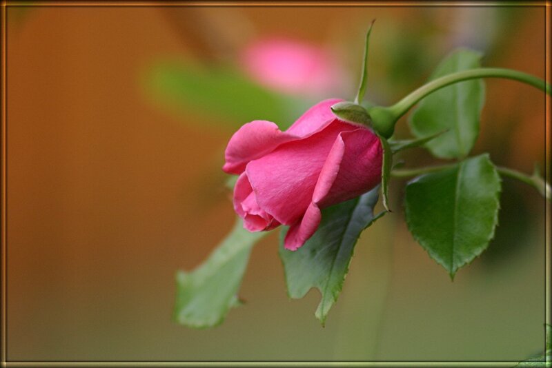 Pink Rose Bud — Serene, Photograph, Leaves