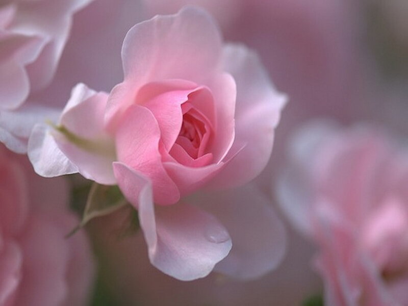 Pink Rose Bud — Serene, Photograph, Petals, Drop