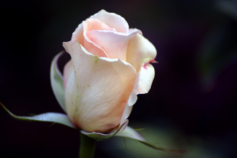 Pink Rose Bud — Serene, Photograph, Petals, Stem