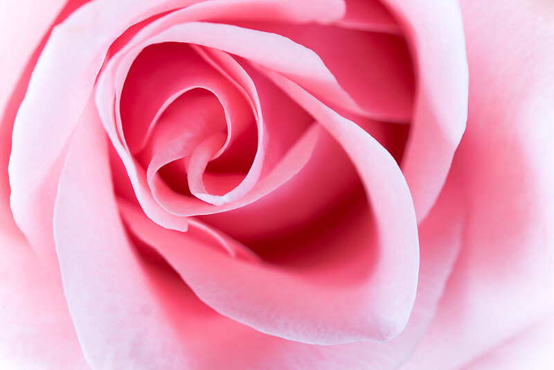 Pink Rose Bud — Serene, Photograph, Petals