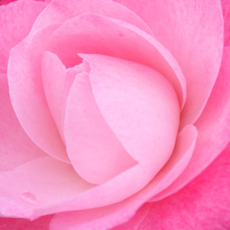 Pink Rose Bud — Serene, Photograph, Petals, Water Droplet