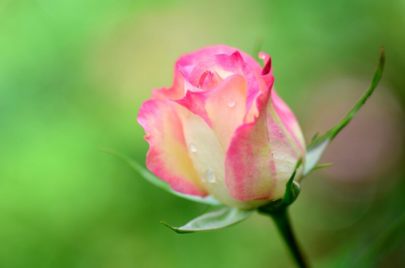 Pink Rose Bud — Serene, Photograph, Petals, Water Droplets, Green Background