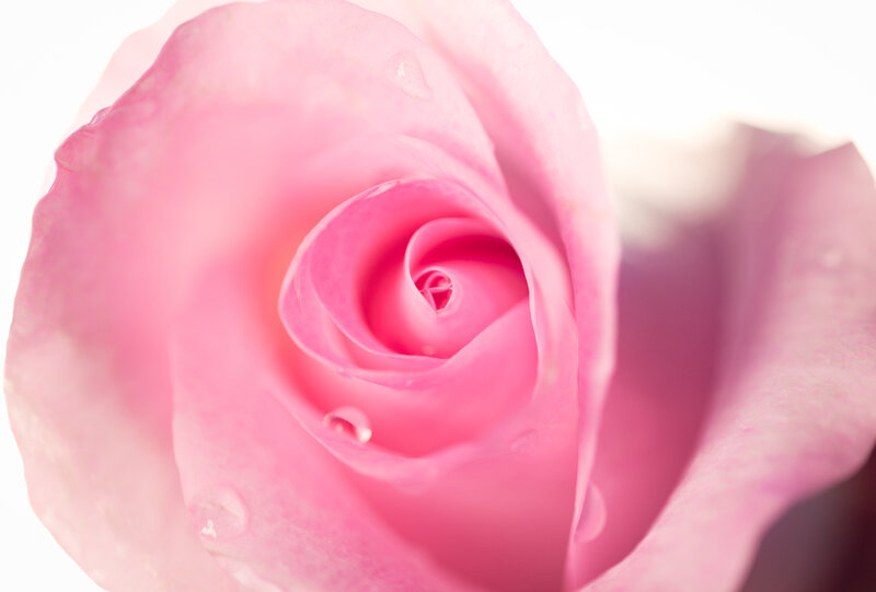 Pink Rose Bud — Serene, Photograph, Petals, Water Droplets