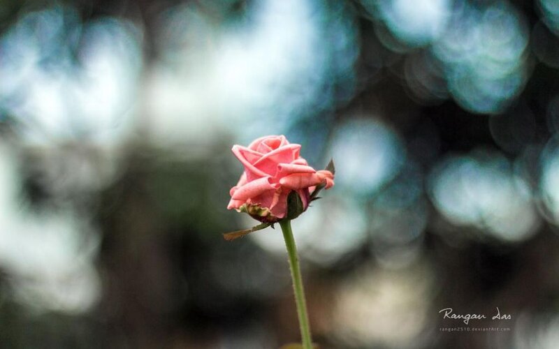 Pink Rose Bud — Serene, Photograph, Stem, Background Blur
