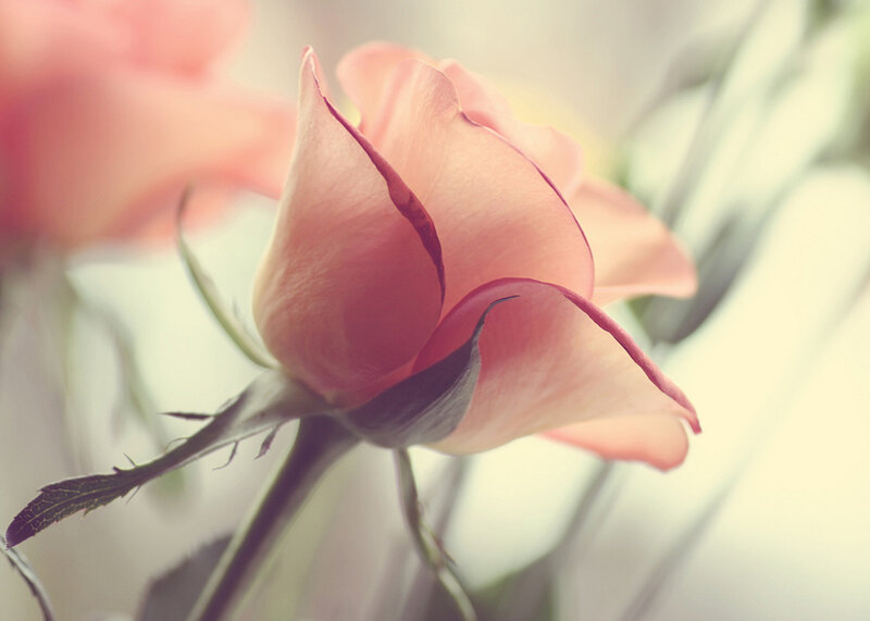 Pink Rose Bud — Serene, Photograph, Stem, Leaf, Background Flower