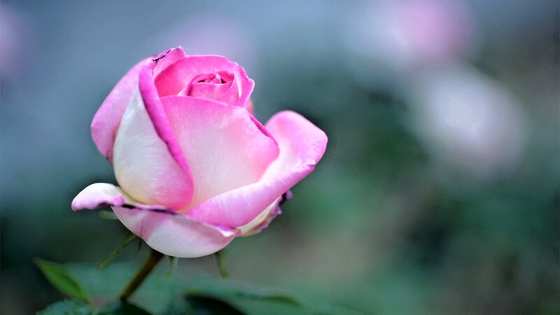 Pink Rose Bud — Serene, Photograph, Stem, Leaf, Background