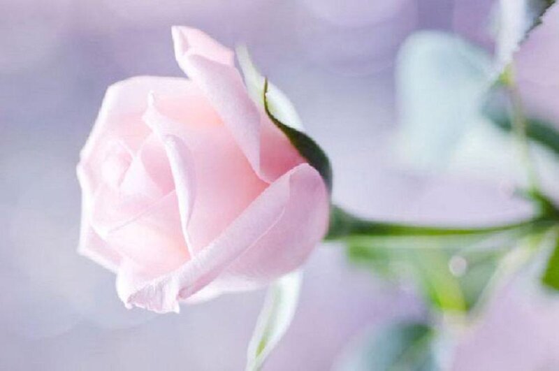Pink Rose Bud — Serene, Photograph, Stem, Leaf