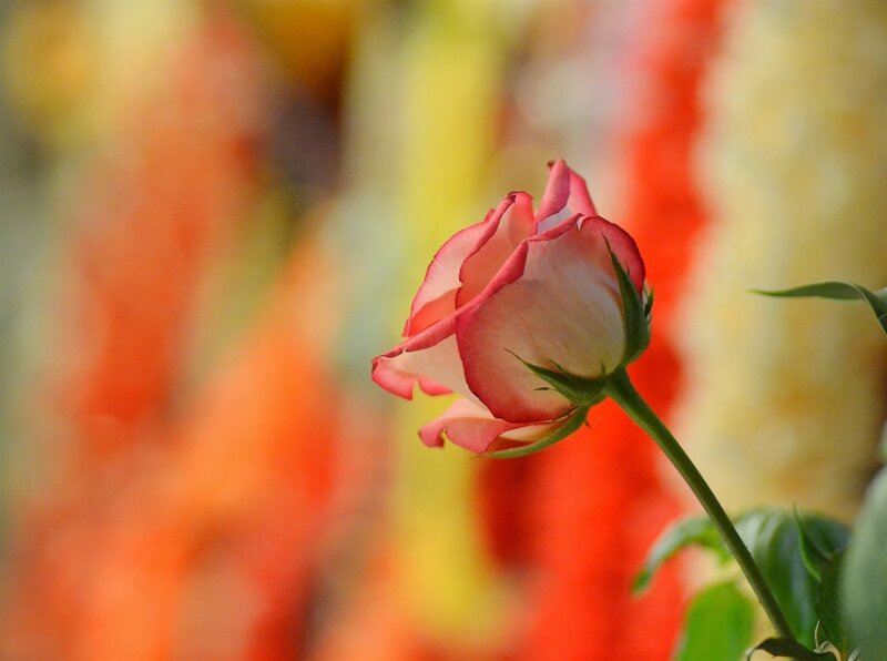 Pink Rose Bud — Serene, Photograph, Stem, Leaves, Background