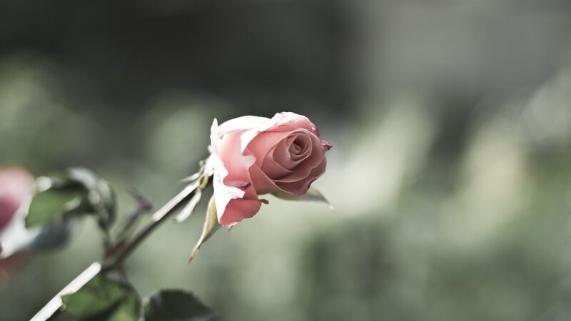 Pink Rose Bud — Serene, Photograph, Stem, Leaves
