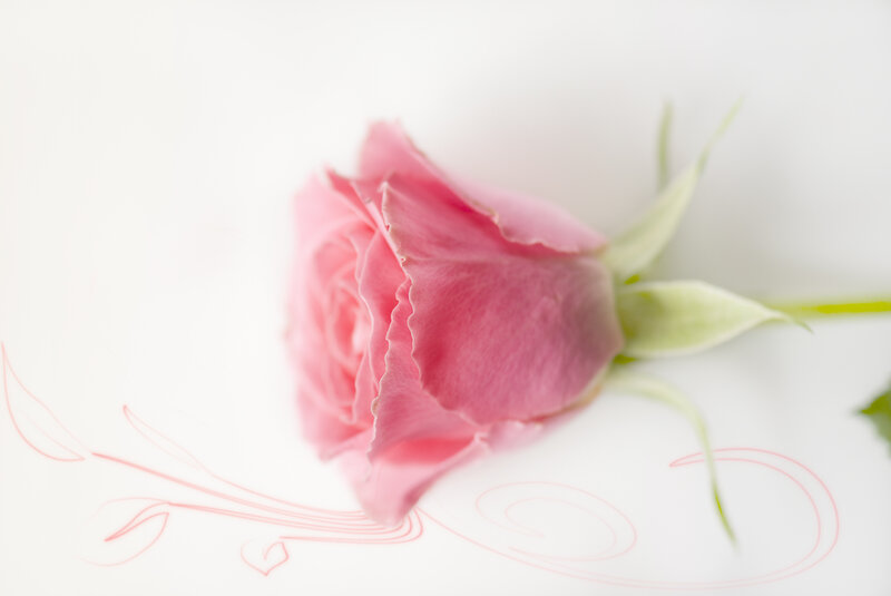 Pink Rose Bud — Serene, Photograph, Stem, Petals
