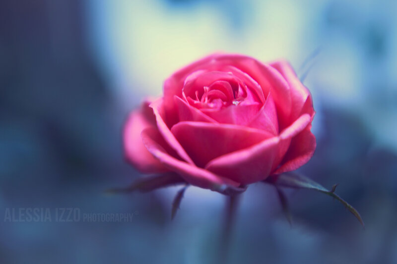 Pink Rose Bud — Serene, Photograph, Stem, Thorn