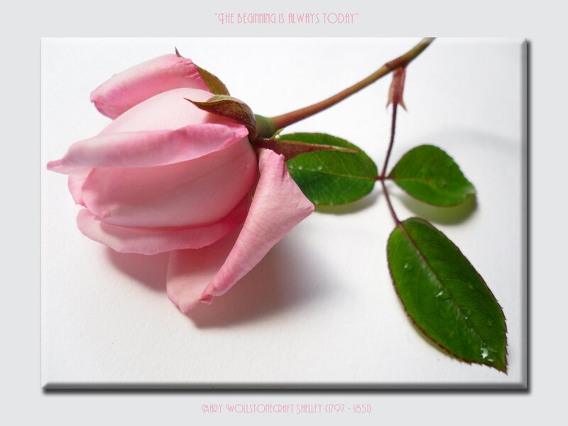 Pink Rose Bud — Serene, Photograph, Stem