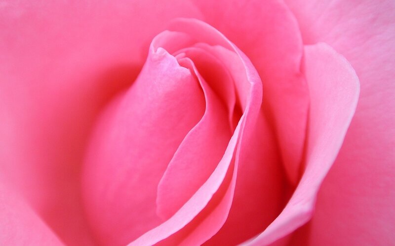 Pink Rose Bud — Serene, Photograph