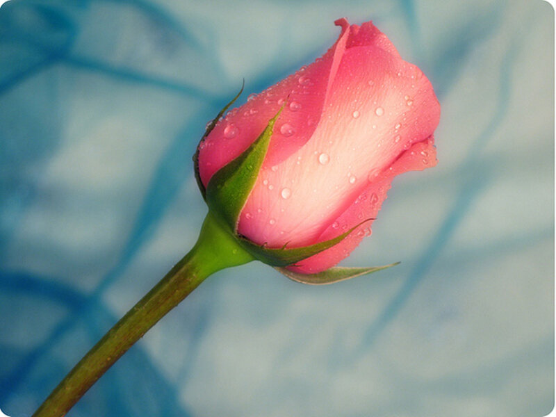 Pink Rose Bud — Serene, Photograph, Water Droplets, Green Stem