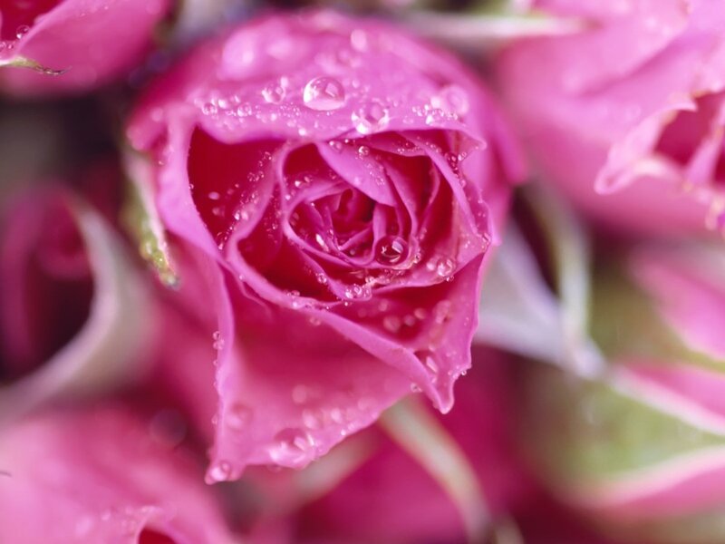Pink Rose Bud — Serene, Photograph, Water Droplets, Petals