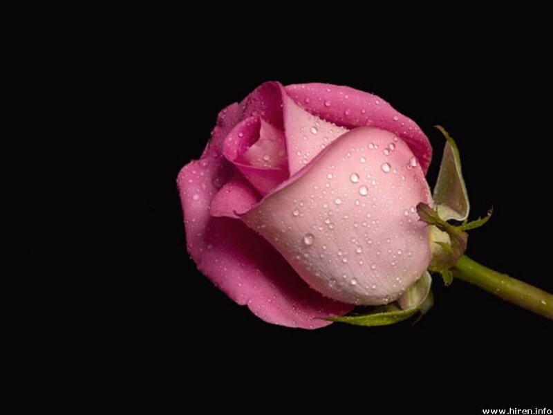 Pink Rose Bud — Serene, Photograph, Water Droplets, Stem