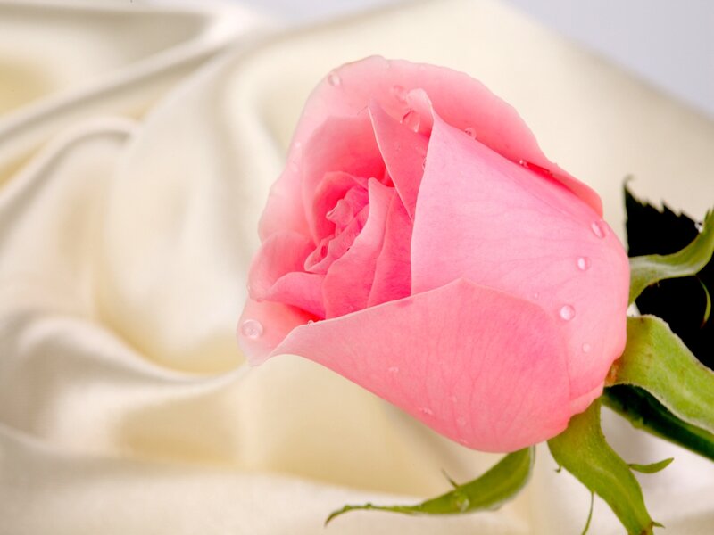 Pink Rose Bud — Serene, Photograph, Water Droplets