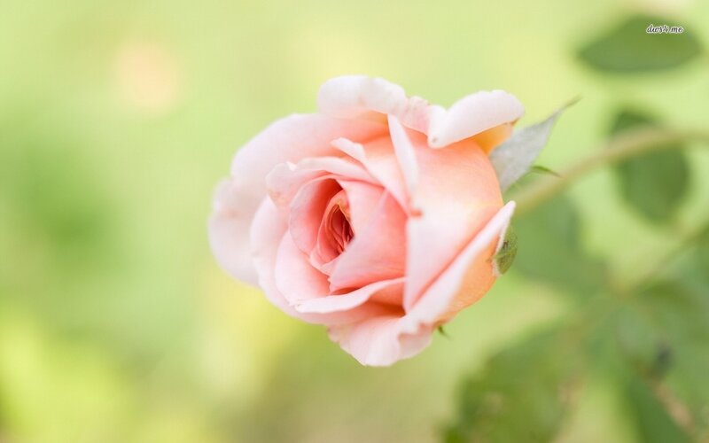 Pink Rose Bud — Serene, Spring, Photograph, Green Leaves