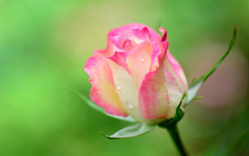 Pink Rose Bud — Serene, Spring, Photograph, Petals