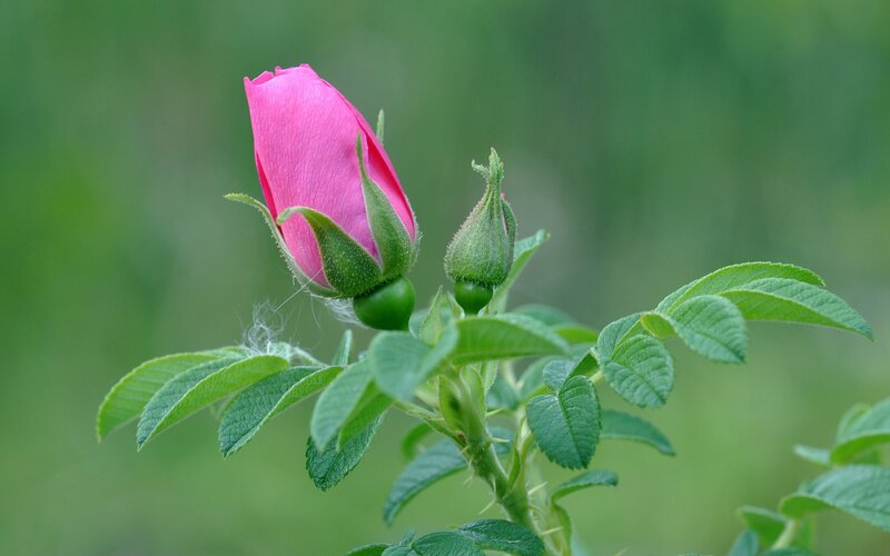 Pink Rose Bud — Serene, Spring, Photograph