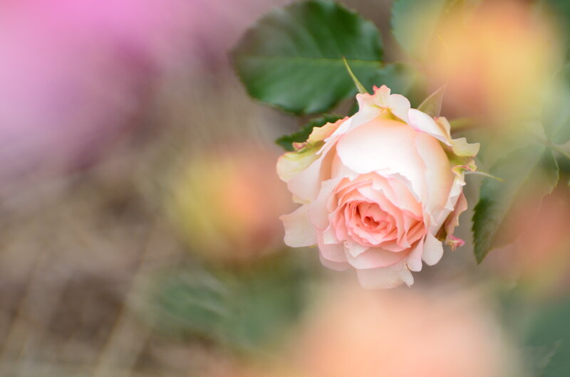 Pink Rose Bud — Serene, Spring